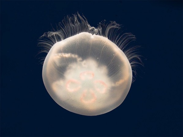 moon_jelly