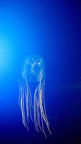 sea_wasp