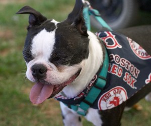 It's okay, you can stop crying, Red Sox nation. | Photo by Flickr user lizadaly