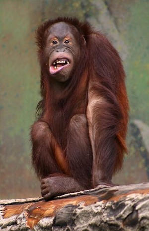 An Orangutang Laughing, courtesy of Wikimedia Commons http://upload.wikimedia.org/wikipedia/commons/7/78/Pongo_pygmaeus_%28orangutang%29.jpg