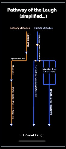 Pathways of the Laugh