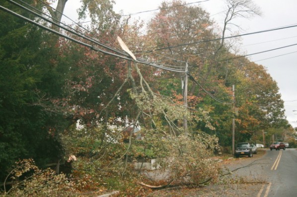 Tree fallen