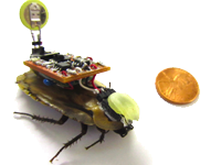 The roboroach's "backpack" allows it to be controlled with a simple remote control. | Image courtesy Backyard Brains.