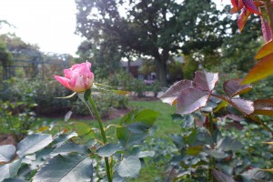 Minot Rose Garden | photo by Vijayta Narang