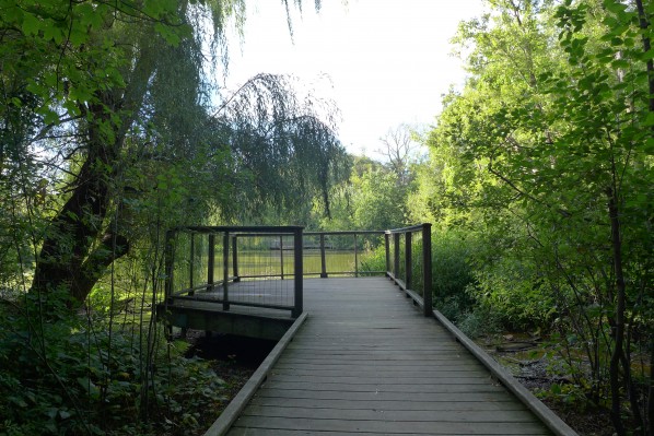 Hall Pond Sanctuary | photo by Vijayta Narang