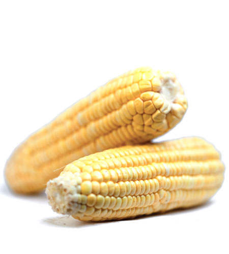 Corn on the Cob