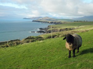 The coasts of Ireland are typically rocky cliffs, but offer stunning views such as this.  |  Photo by Emily Payne