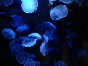 jellyfish