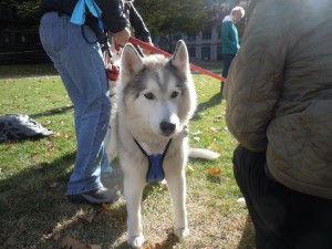 Siberian Husky | photo taken by Michelle Cheng
