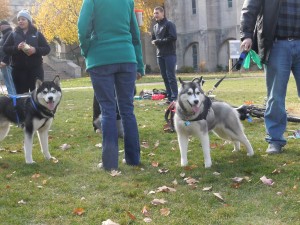 More dogs! | photo taken by Michelle Cheng