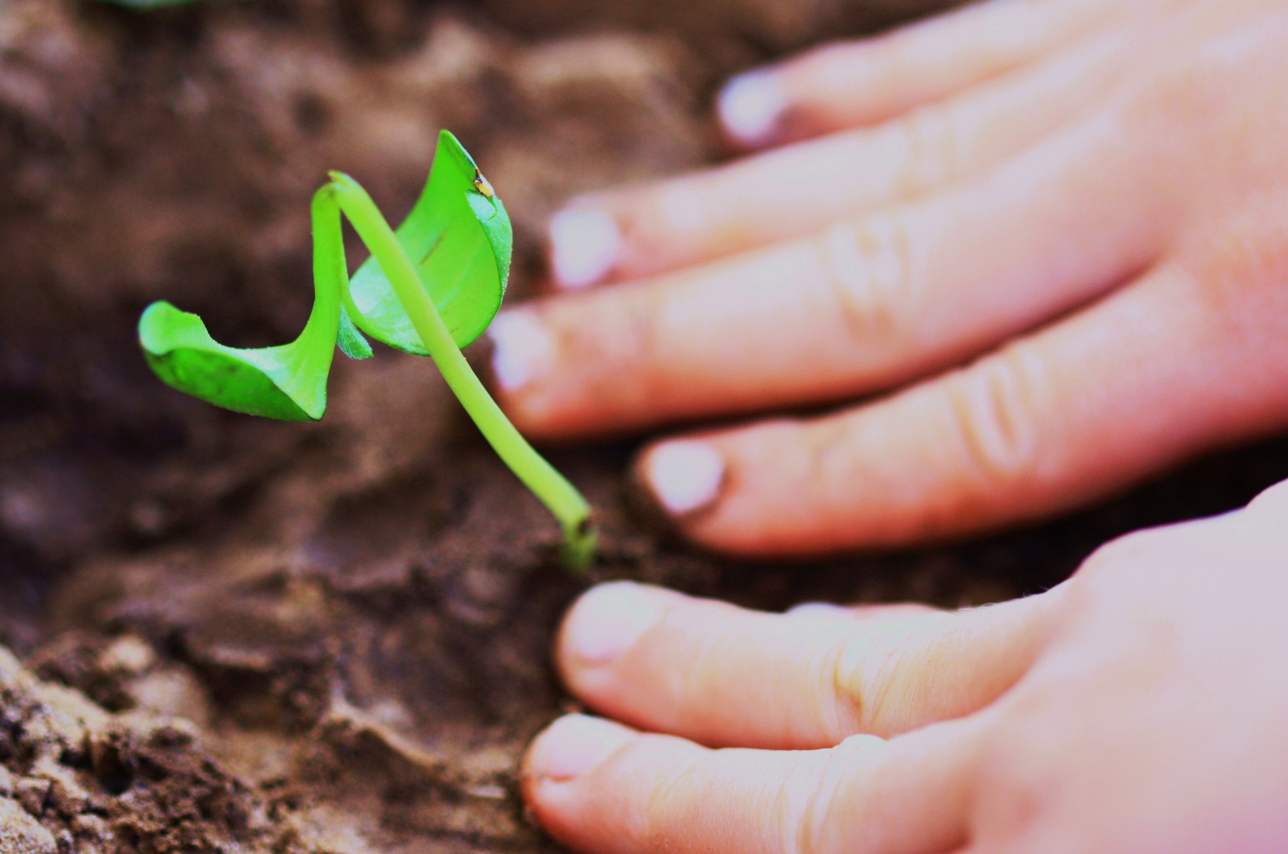 "Seeds of Change" are being planted by BU Sustainability | photo courtesy of Flicker user D. Sharon Pruitt via Photopin