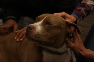 This pitbull didn't mind being pet or having his glamor shot taken | Photo by Hanna Klein